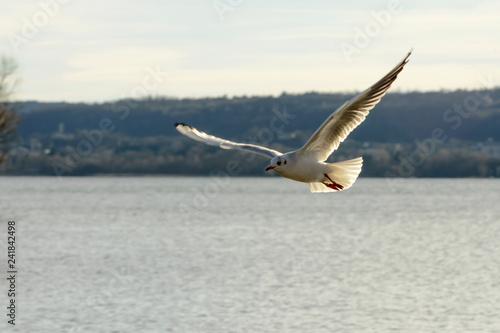 gull spreading feathers in flight at lake , Angera, Italy