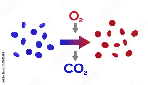 blood oxygen color / Alveolus in lung. gas exchange