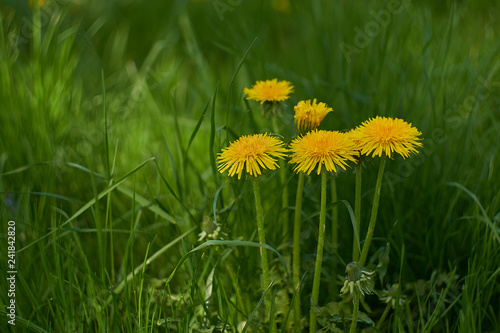 Yellow dandelions in the green grass on a meadow in bavaria