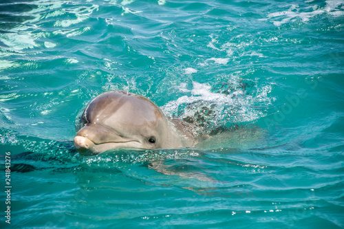 Delfine in Grand Cayman  George Town    Der Gro  e T  mmler ist eine in allen Ozeanen verbreitete Art der Delfine
