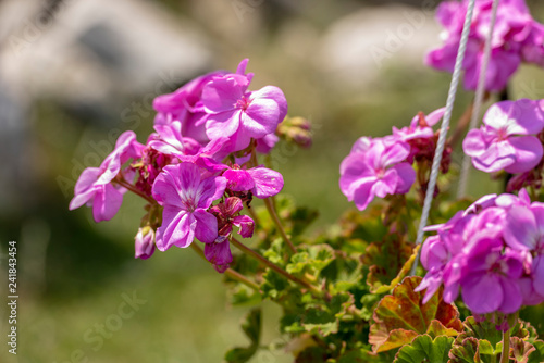 Beautiful flowers in pot  outdoors