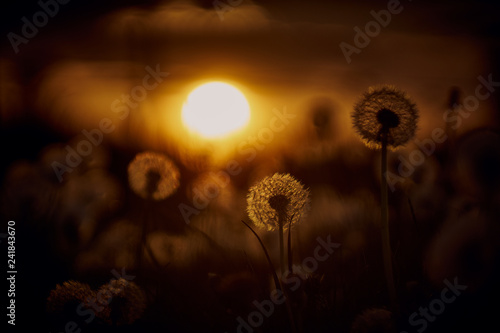 Dandelion silhouette against sunset with seeds blowing in the wind in bavaria near munich