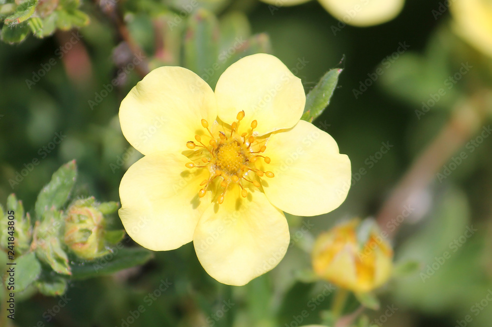 Dasiphora fruticosa (syn. Potentilla fruticosa) or Shrubby Cinquefoil. Pale yellow flower Dasiphora fruticosa (syn. Potentilla fruticosa) or Shrubby Cinquefoil. Pale yellow flower