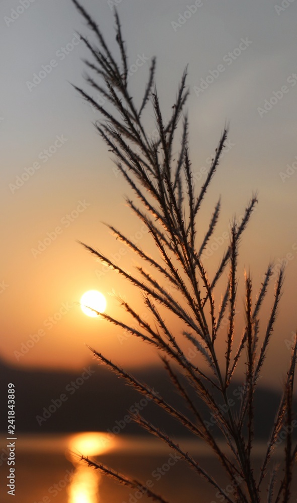 Fototapeta premium sunset over wheat field