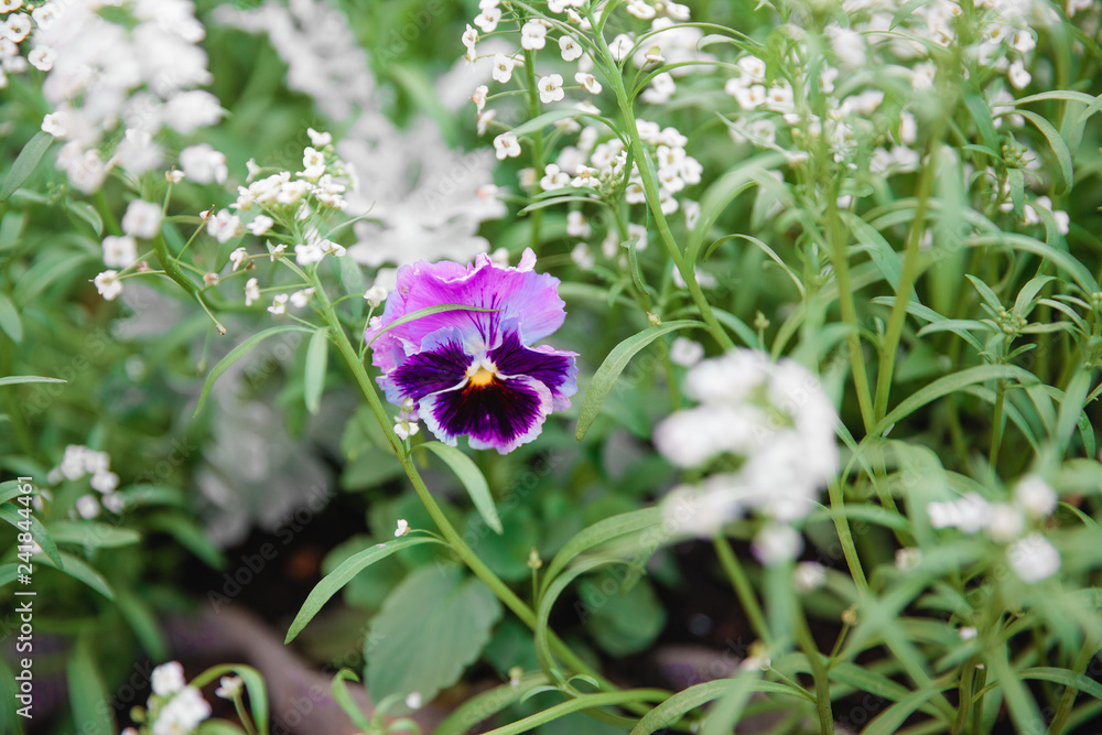 Obraz premium Natural summer background. Pansy Flowers. Macro images of flower faces. Pansies in the garden