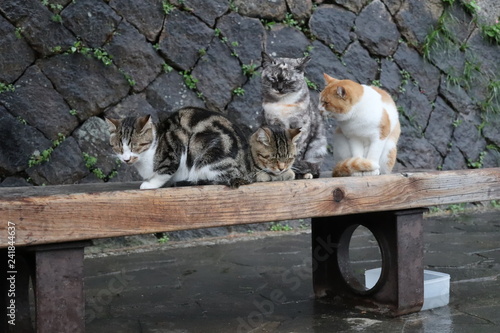 雨宿りする猫たち