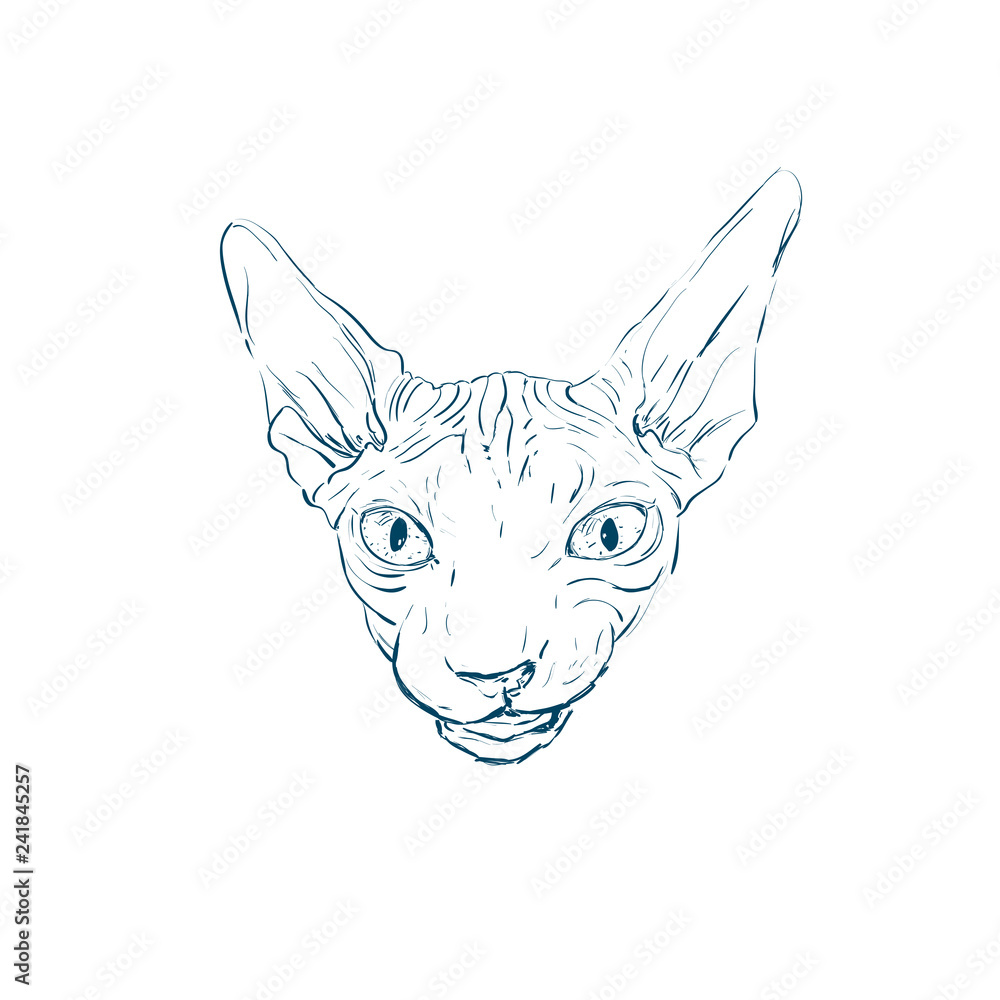 Fototapeta premium Vector hand drawn llustration of cat sphynx