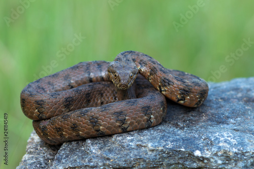 viperine water snake - Natrix maura