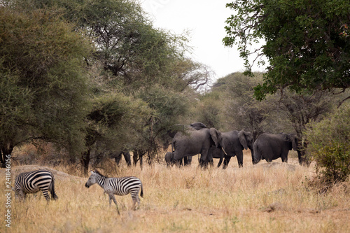 Fototapeta Naklejka Na Ścianę i Meble -  Elefant - Loxodonta africana