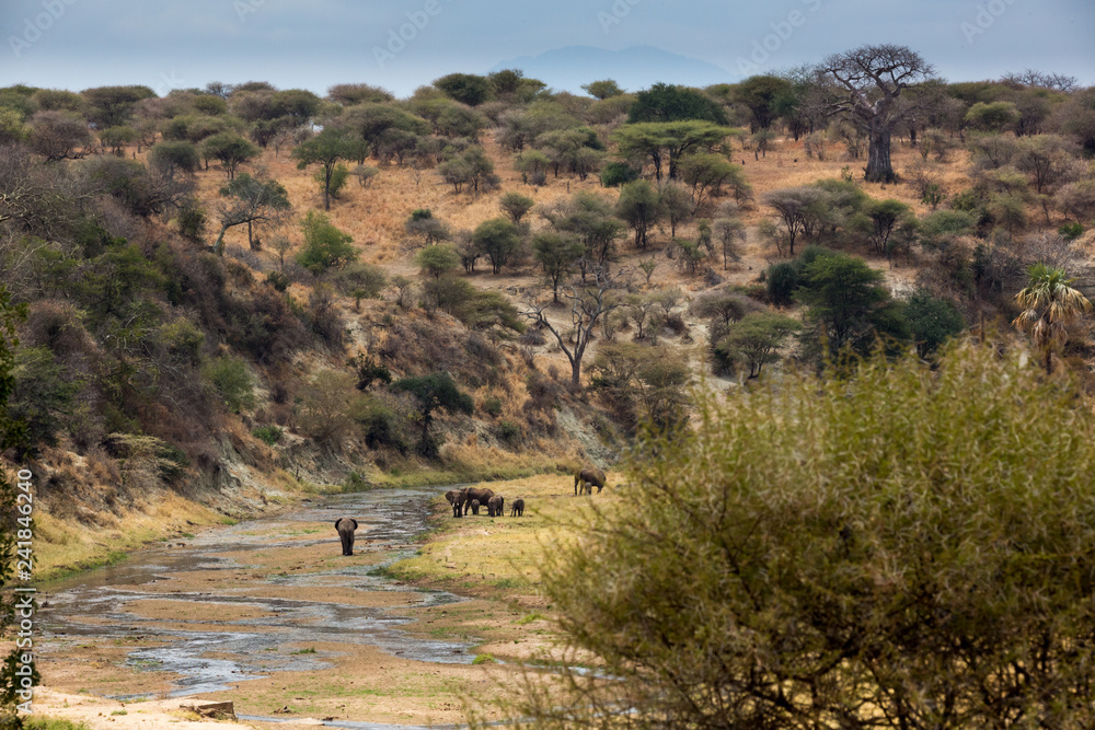 Elefant - Loxodonta africana