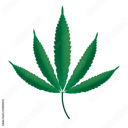 Cannabis leaf icon. Vector.