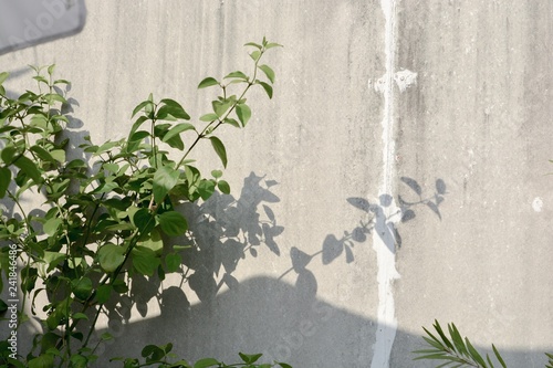 plant and shadow