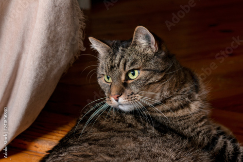 male cat on floor observing surroundings