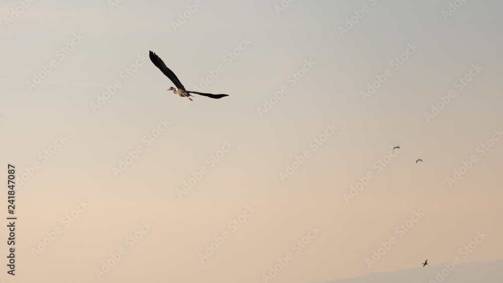Grey heron flying during the sunset in Vistonida lake, Rodopi, Greece