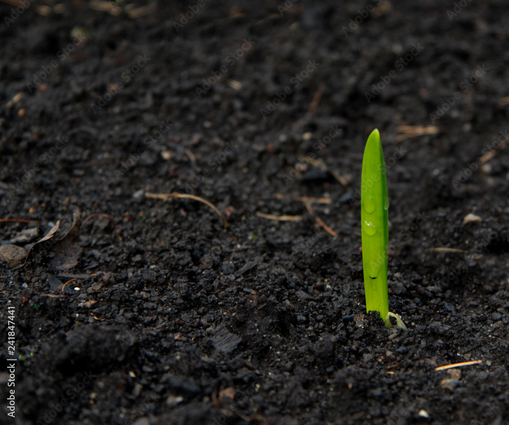 green fresh spring plant sprout in the ground green fresh spring plant sprout in the ground