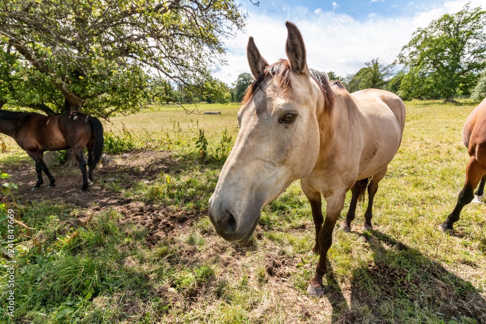 Obraz premium Cute and friendly horse in pasture