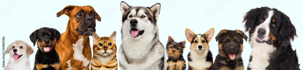 Fototapeta premium set of pets, dogs