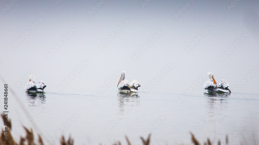 Pelicans swimming in Vistonida lake, Rodopi, Greece during sunset