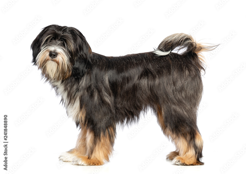 Tibetan Terrier Dog Isolated on White Background in studio Tibetan Terrier Dog Isolated on White Background in studio