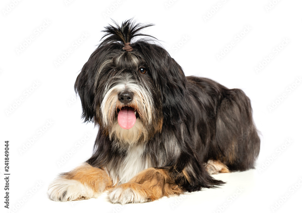 Tibetan Terrier Dog Isolated on White Background in studio Tibetan Terrier Dog Isolated on White Background in studio