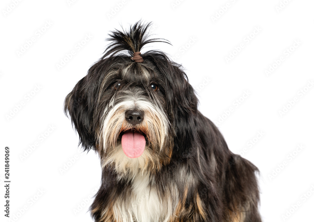 Tibetan Terrier  Dog  Isolated  on White Background in studio