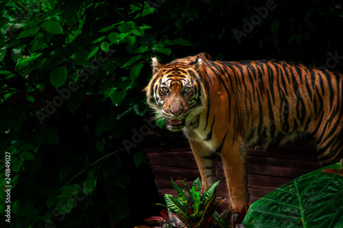 Great Sumatran tiger with beautiful stripes