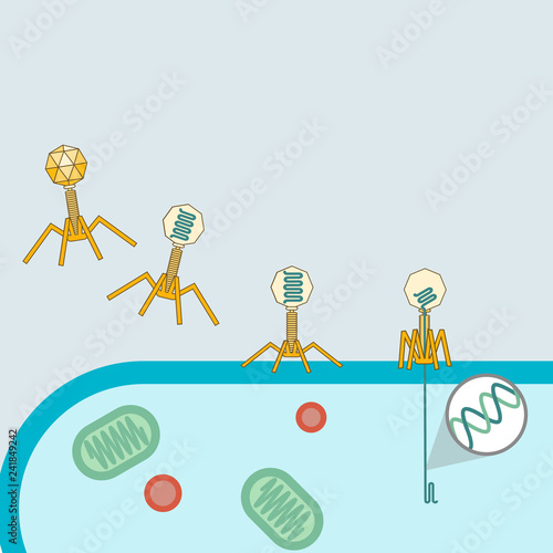 Bacteriophage Transduction in Bacteria