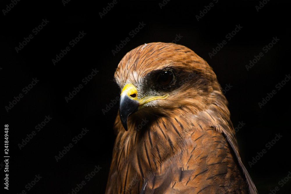 java eagle head isolated on black background java eagle head isolated on black background