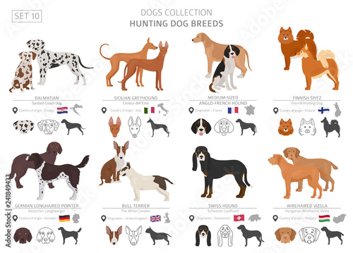Hunting dogs collection isolated on white. Flat style. Different color and country of origin