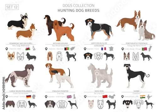 Hunting dogs collection isolated on white. Flat style. Different color and country of origin