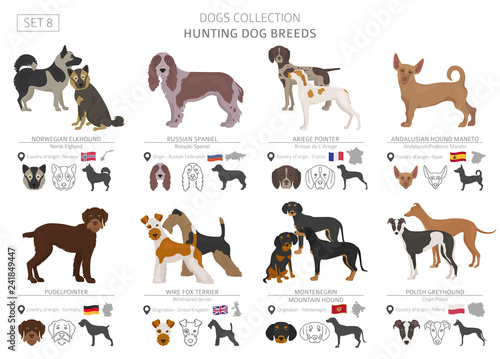 Hunting dogs collection isolated on white. Flat style. Different color and country of origin