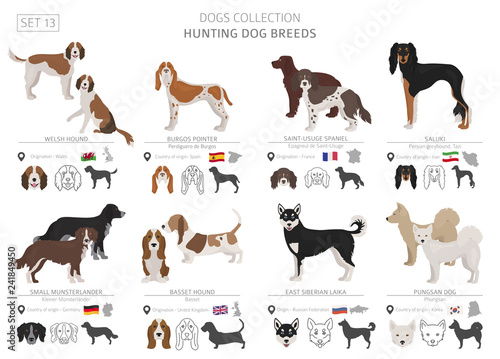 Hunting dogs collection isolated on white. Flat style. Different color and country of origin