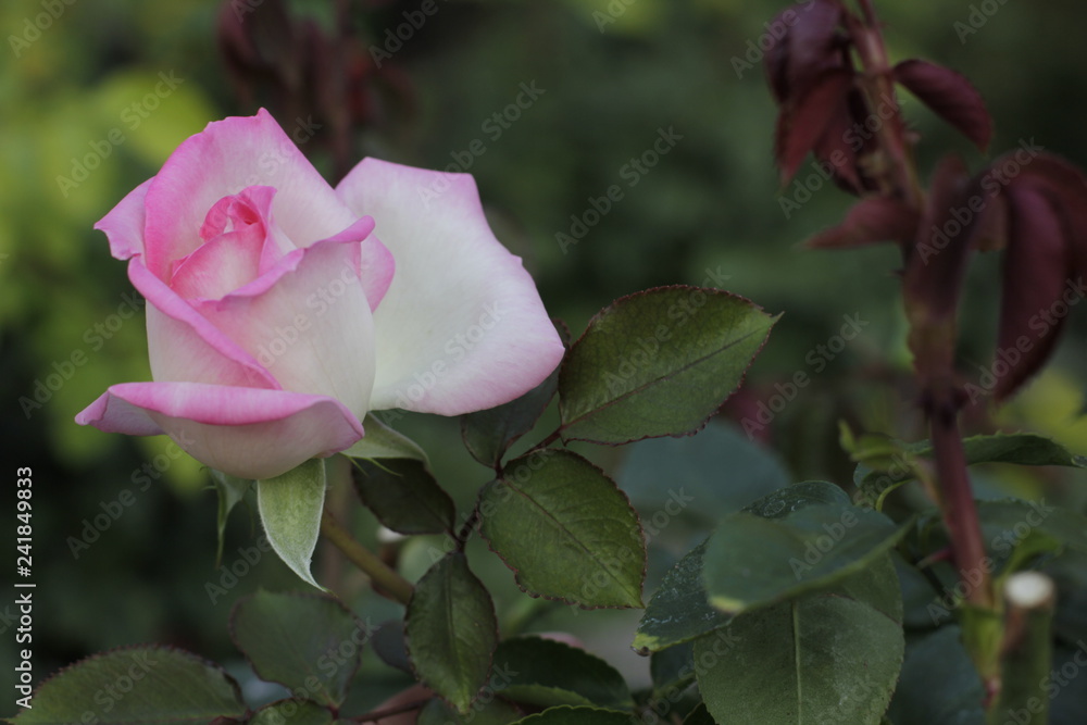 volksgarten vienna autumn fall tourist botanic flowers rose volksgarten vienna autumn fall tourist botanic flowers rose