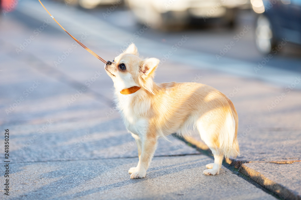 Beautiful cream chihuahua walks in big city Beautiful cream chihuahua walks in big city