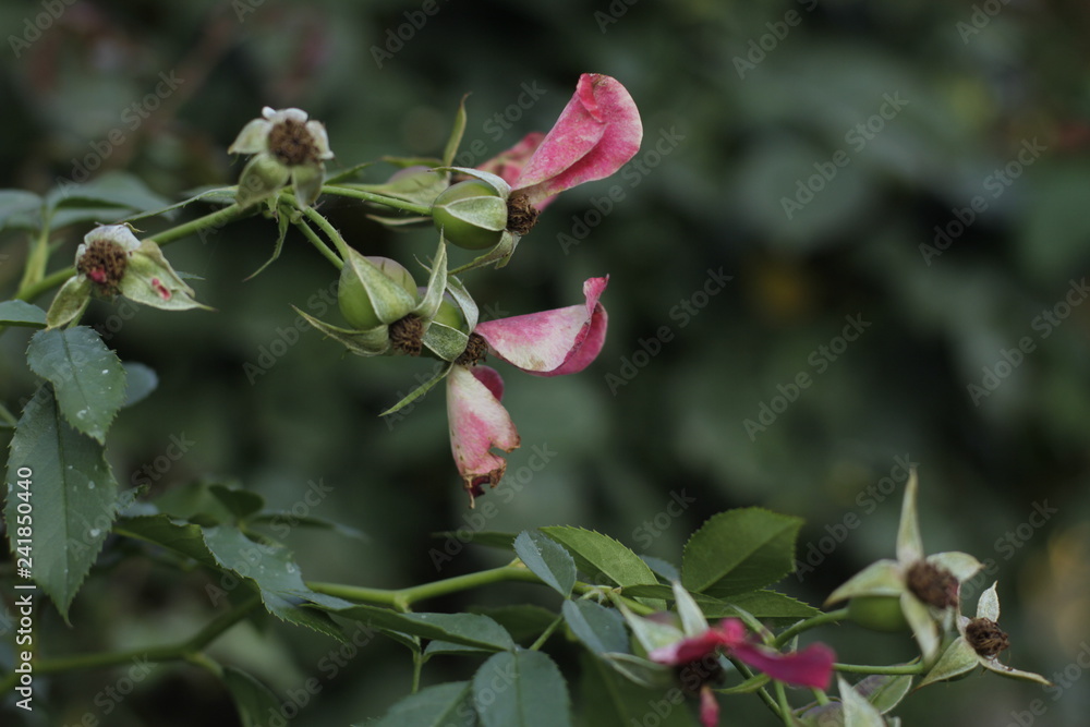 volksgarten vienna autumn fall tourist botanic flowers rose