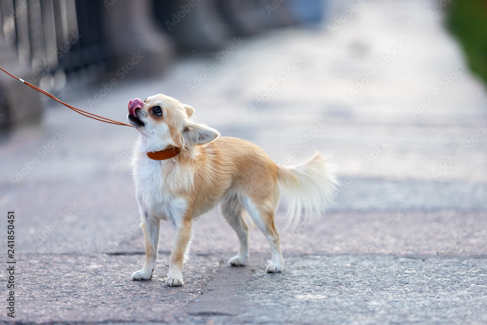 Beautiful cream chihuahua walks in big city Beautiful cream chihuahua walks in big city