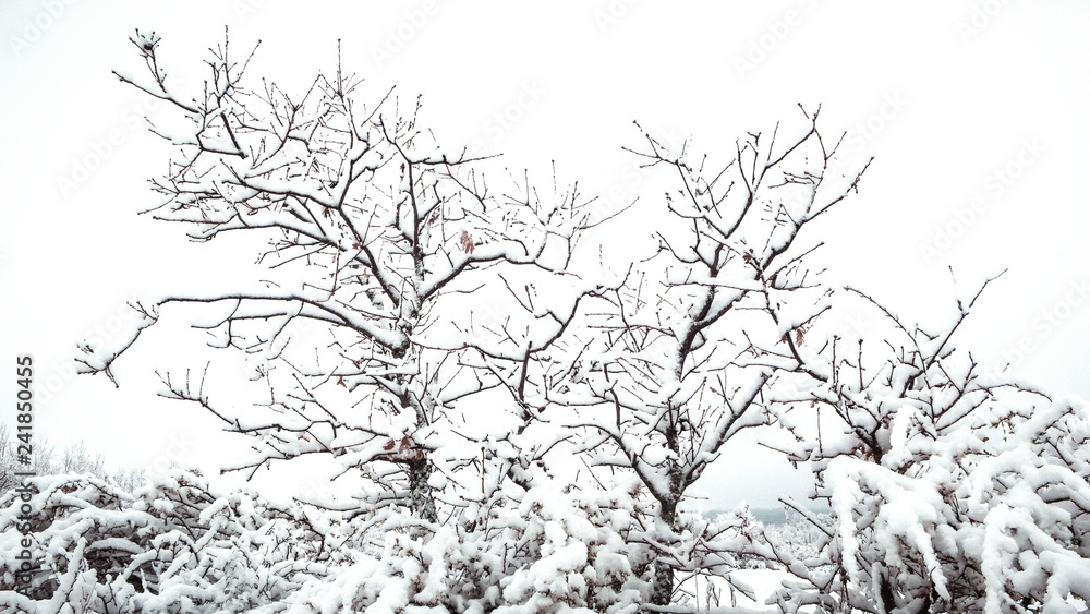ÁRBOLES NEVADOS CON HORIZONTE BLANCO DE NIEBLA ÁRBOLES NEVADOS CON HORIZONTE BLANCO DE NIEBLA
