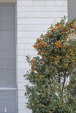 Kumquats are a group of small fruit-bearing trees in the flowering plant family Rutaceae