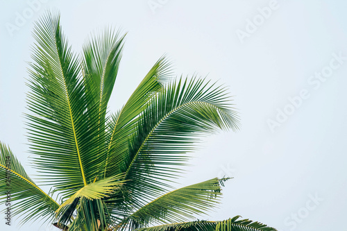 Tropical coconut palm tree