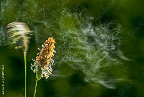Grasblüte mit abfliegenden Pollen, Eine Wolke aus Graspollen fliegt mit Wind von Gras ab, Gras Pollenflug, Abfliegende Gras Blütenstaubwolke, fliegende Gräser Pollen, Gräserpollen fliegend photo