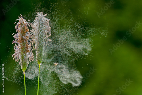 Gras Pollenflug, Gräserpollen nach Windstoß abfliegend, Pollen eines Wiesenfuchsschwanzes fliegend, Windbestäubung, Windbestäuber, abwehende Graspollen, Alopecurus pratensis Pollen abfliegend photo