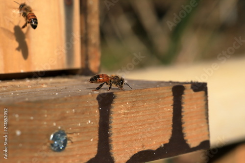 Honey bee keeping in Japan