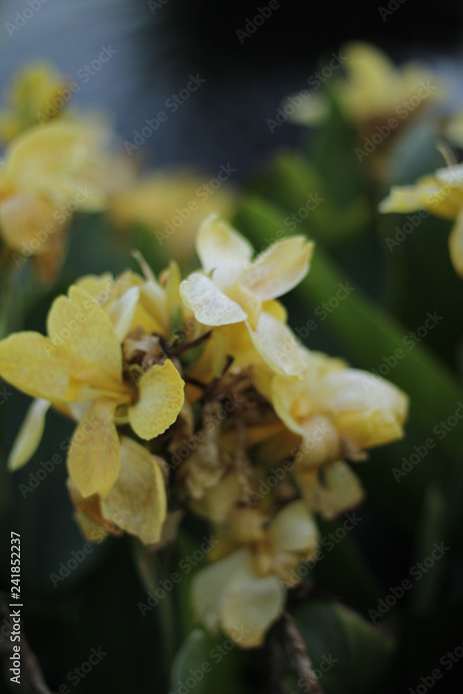 Fototapeta premium volksgarten vienna autumn fall tourist botanic flowers