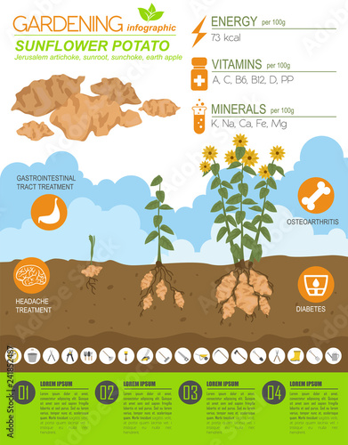 Sunflower potato beneficial features graphic template. Gardening, farming infographic, how it grows. Flat style design