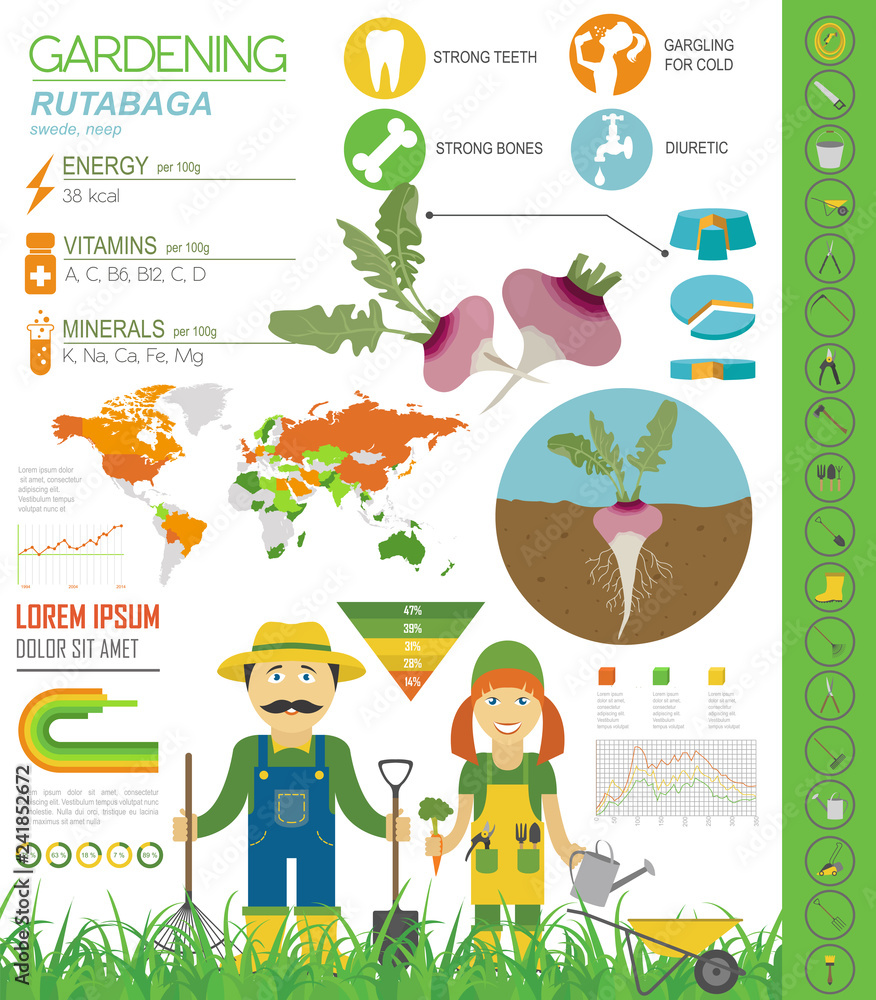 Fototapeta premium Rutabaga beneficial features graphic template. Gardening, farming infographic, how it grows. Flat style design.