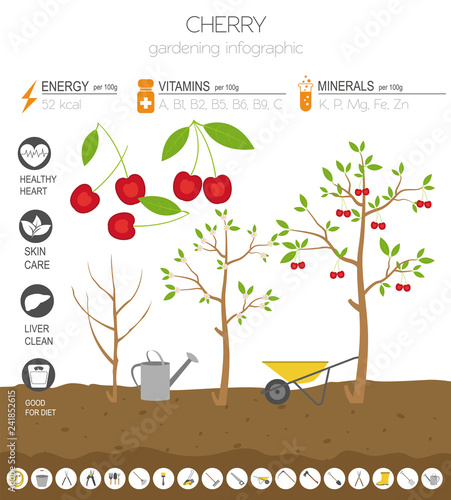 Cherry beneficial features graphic template. Gardening, farming infographic, how it grows. Flat style design