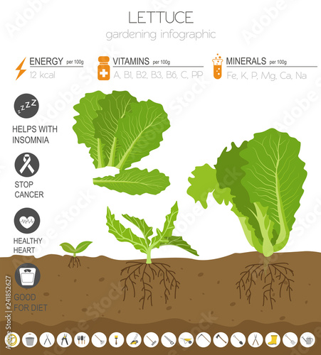 Lettuce beneficial features graphic template. Gardening, farming infographic, how it grows. Flat style design