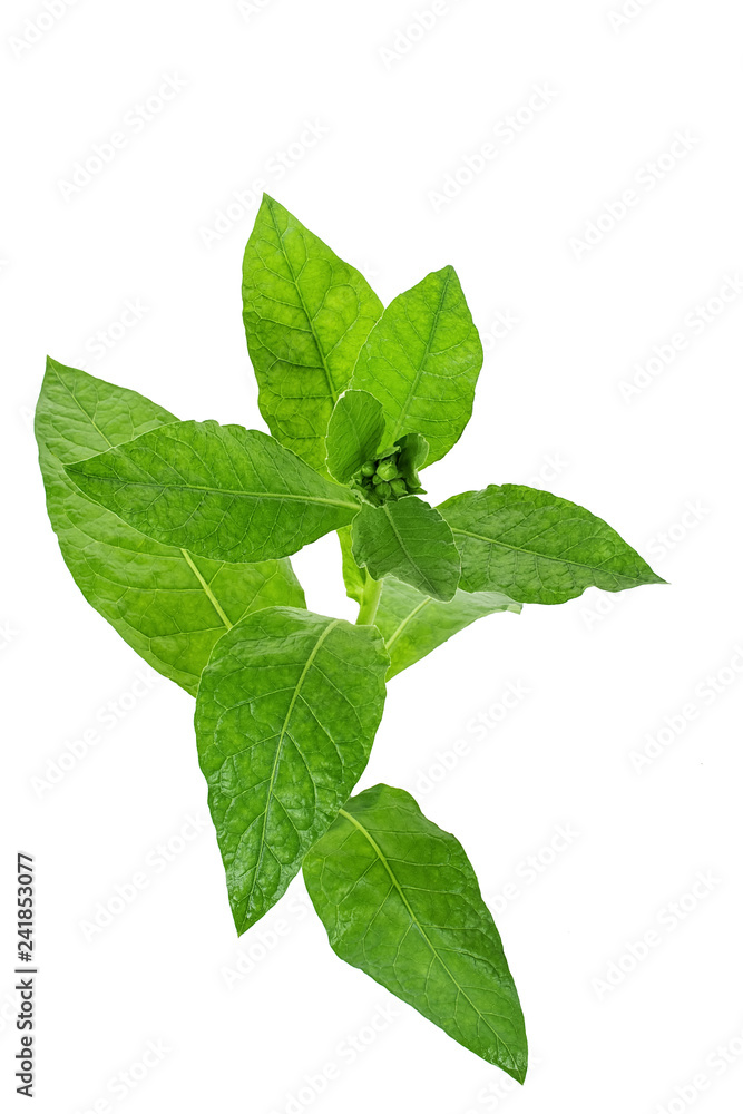 Fresh tobacco / tobacco Fresh tobacco / tobacco