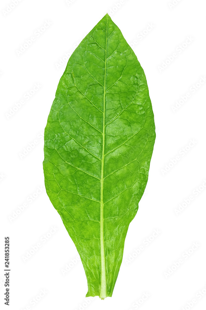 Fototapeta premium Fresh tobacco / tobacco