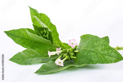 Принти на полотні Fresh tobacco / tobacco